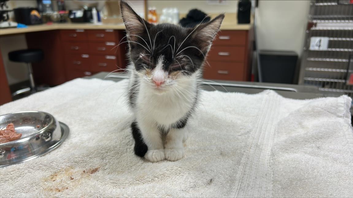 DUMPLING, Adoptable, Kitten Female Domestic Short Hair.