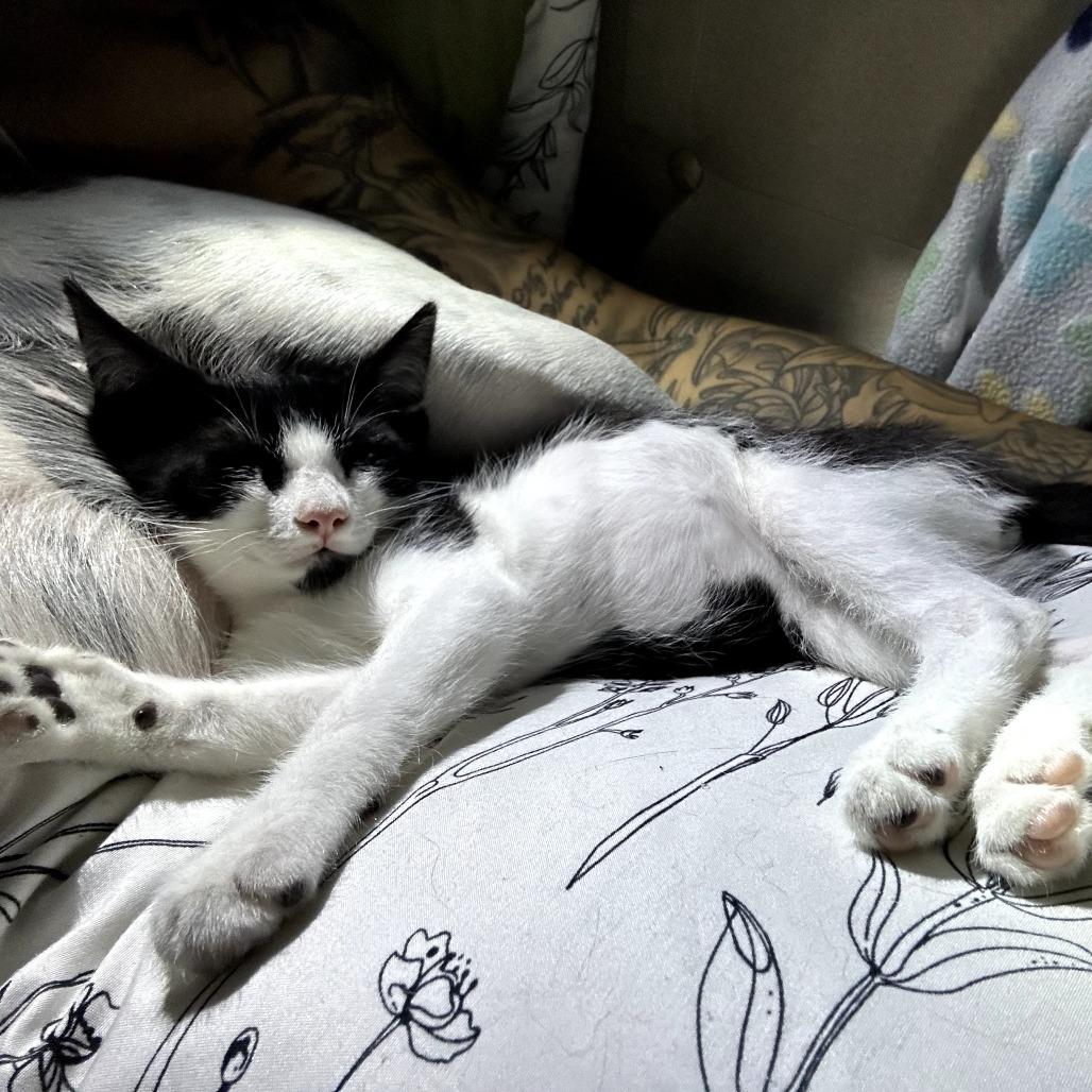 Ozzy, Adoptable, Young Male Domestic Short Hair.