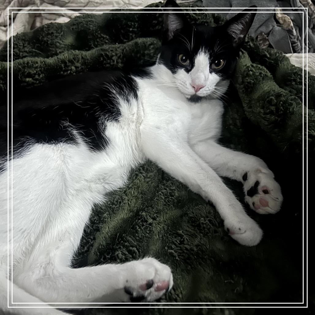 Enlarge Ozzy, a Adoptable Domestic Short Hair in Long Beach, CA image 2/6