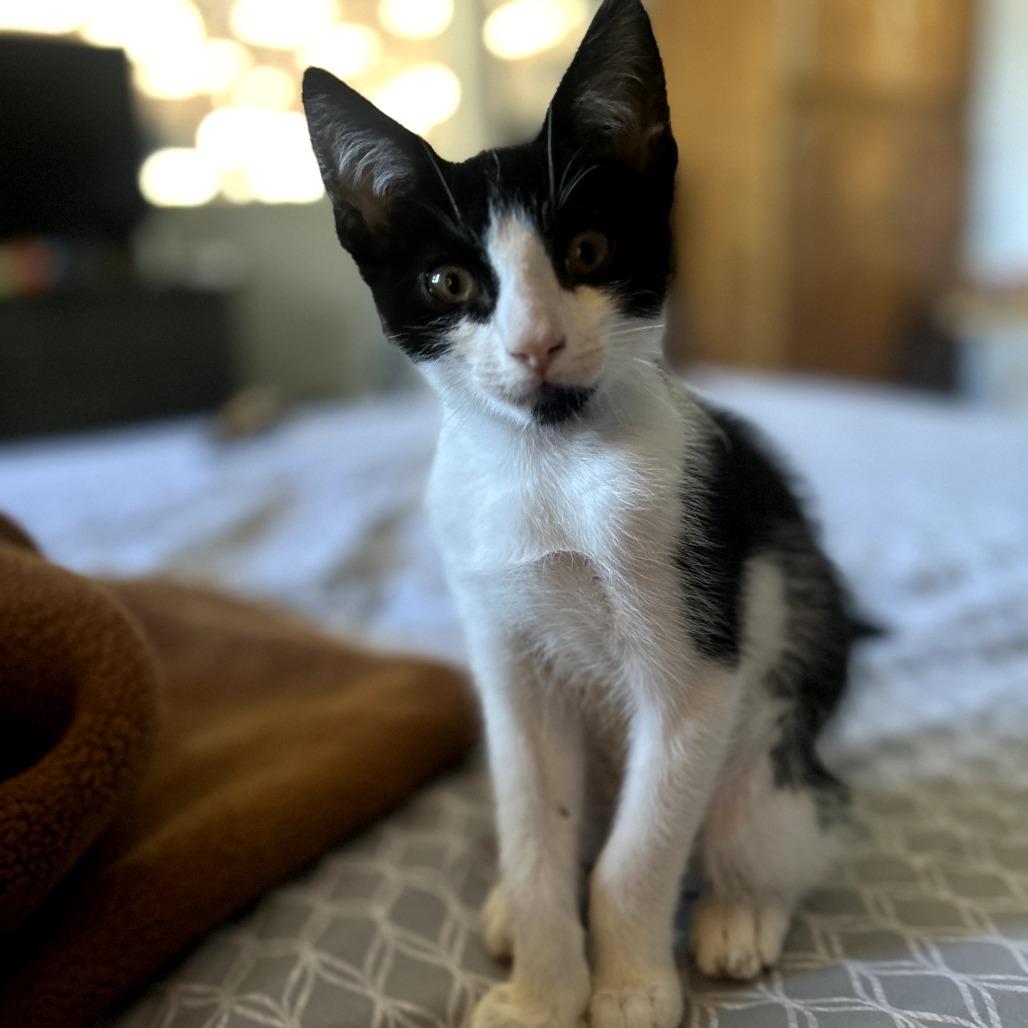Enlarge Ozzy, a Adoptable Domestic Short Hair in Long Beach, CA image 3/6