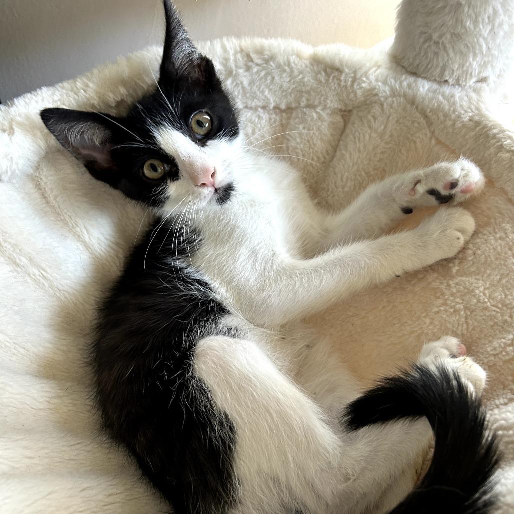 Enlarge Ozzy, a Adoptable Domestic Short Hair in Long Beach, CA image 4/6