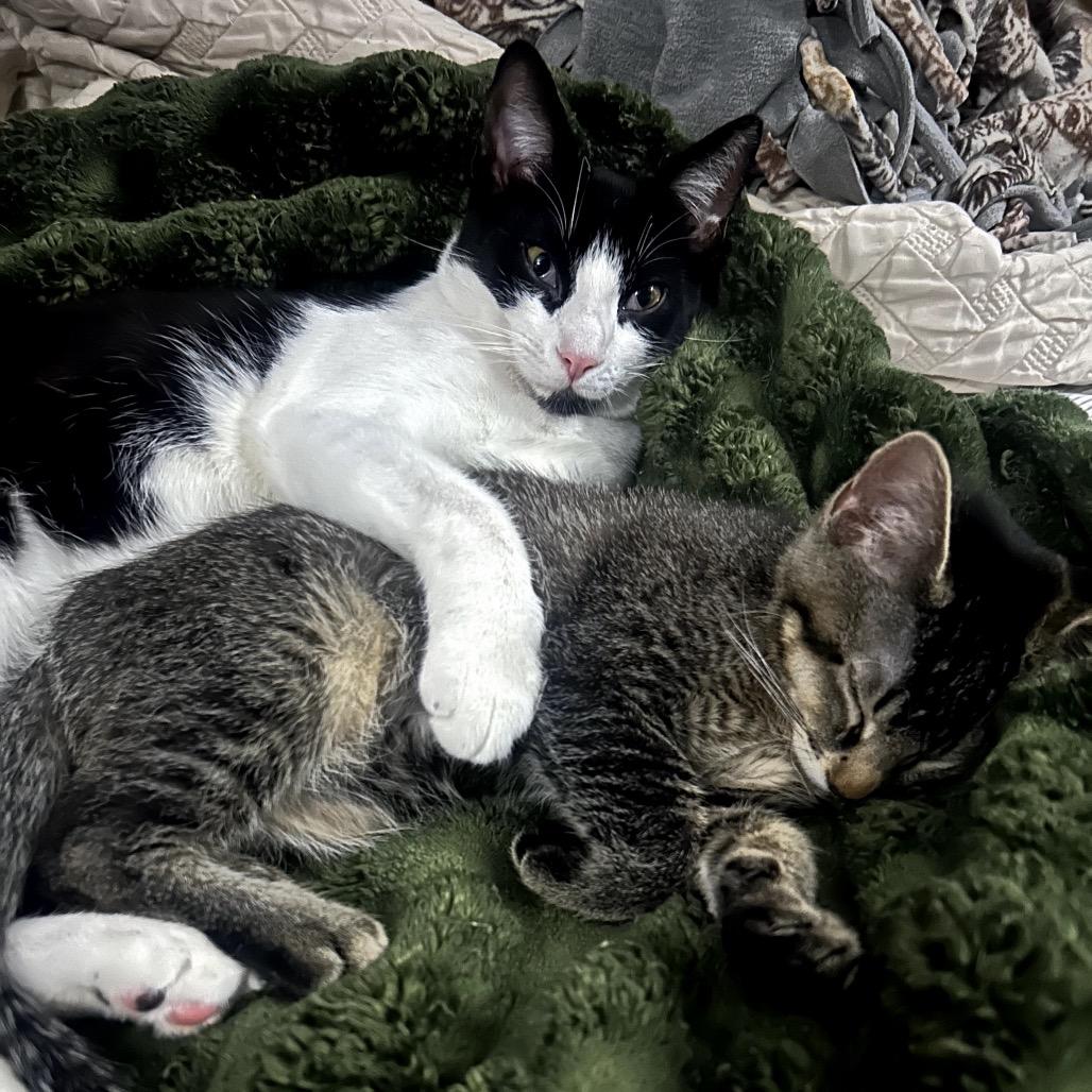 Enlarge Ozzy, a Adoptable Domestic Short Hair in Long Beach, CA image 5/6