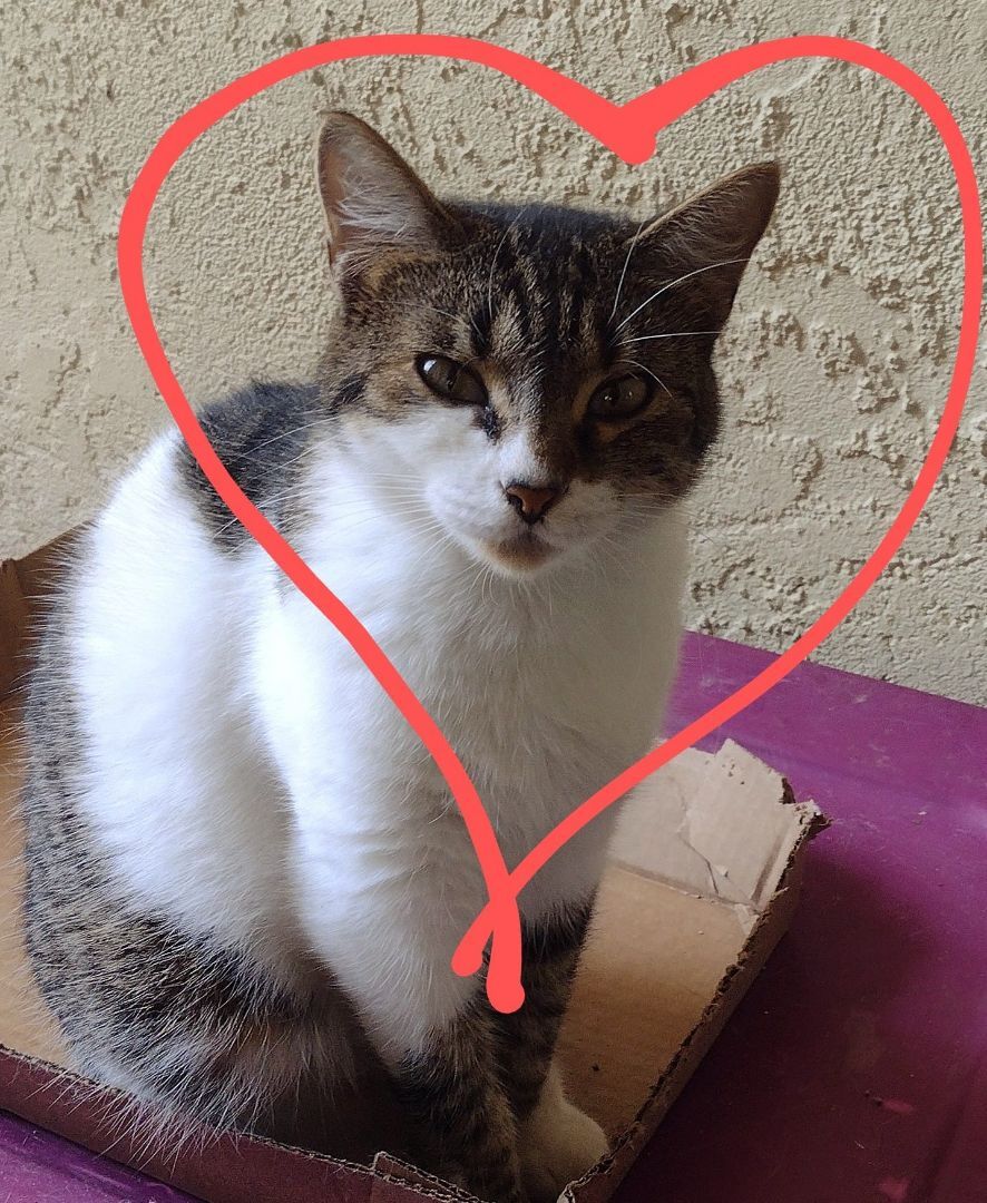 Ellie, Adoptable, Adult Female American Shorthair.