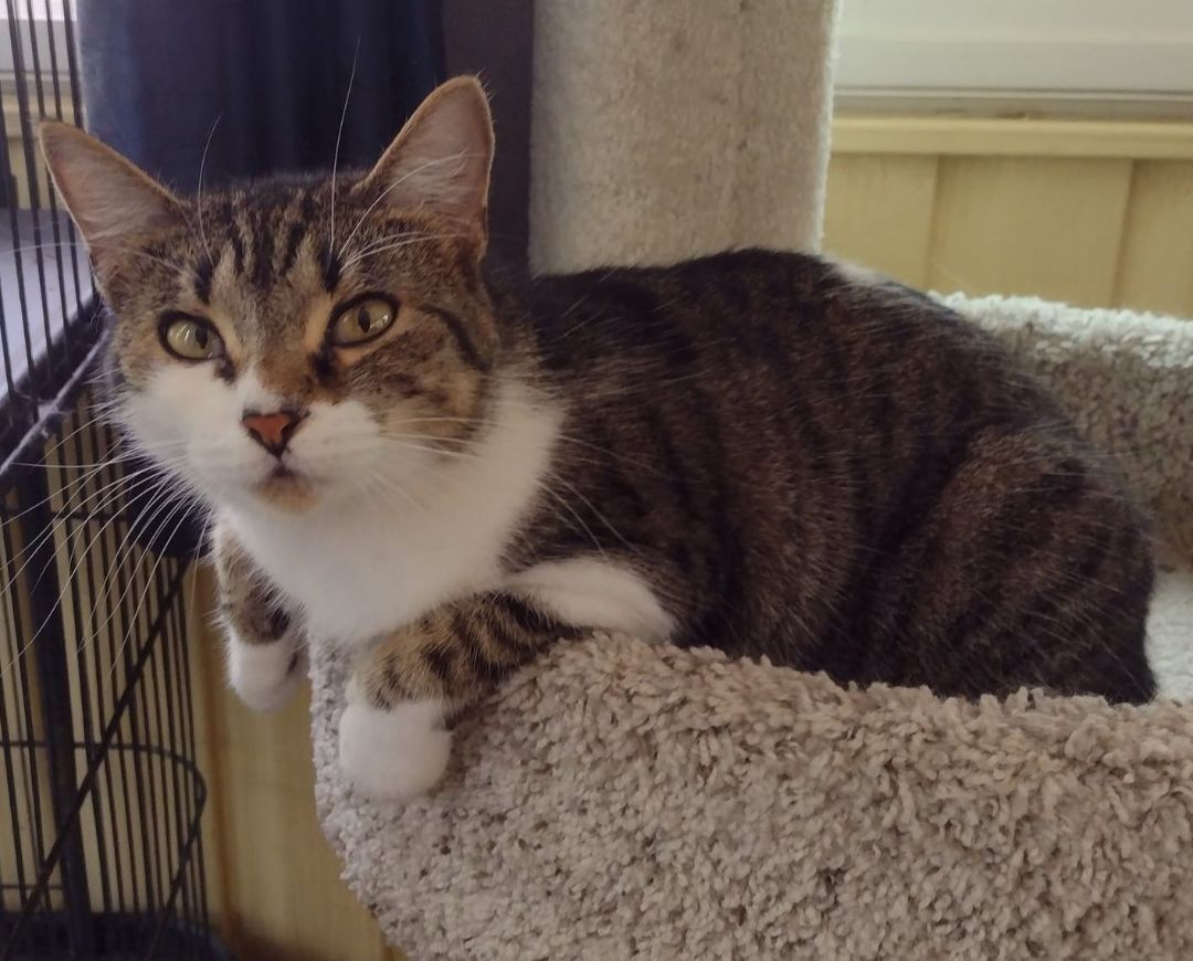 Ellie, a Adoptable American Shorthair in Lakeland, FL image 2/6