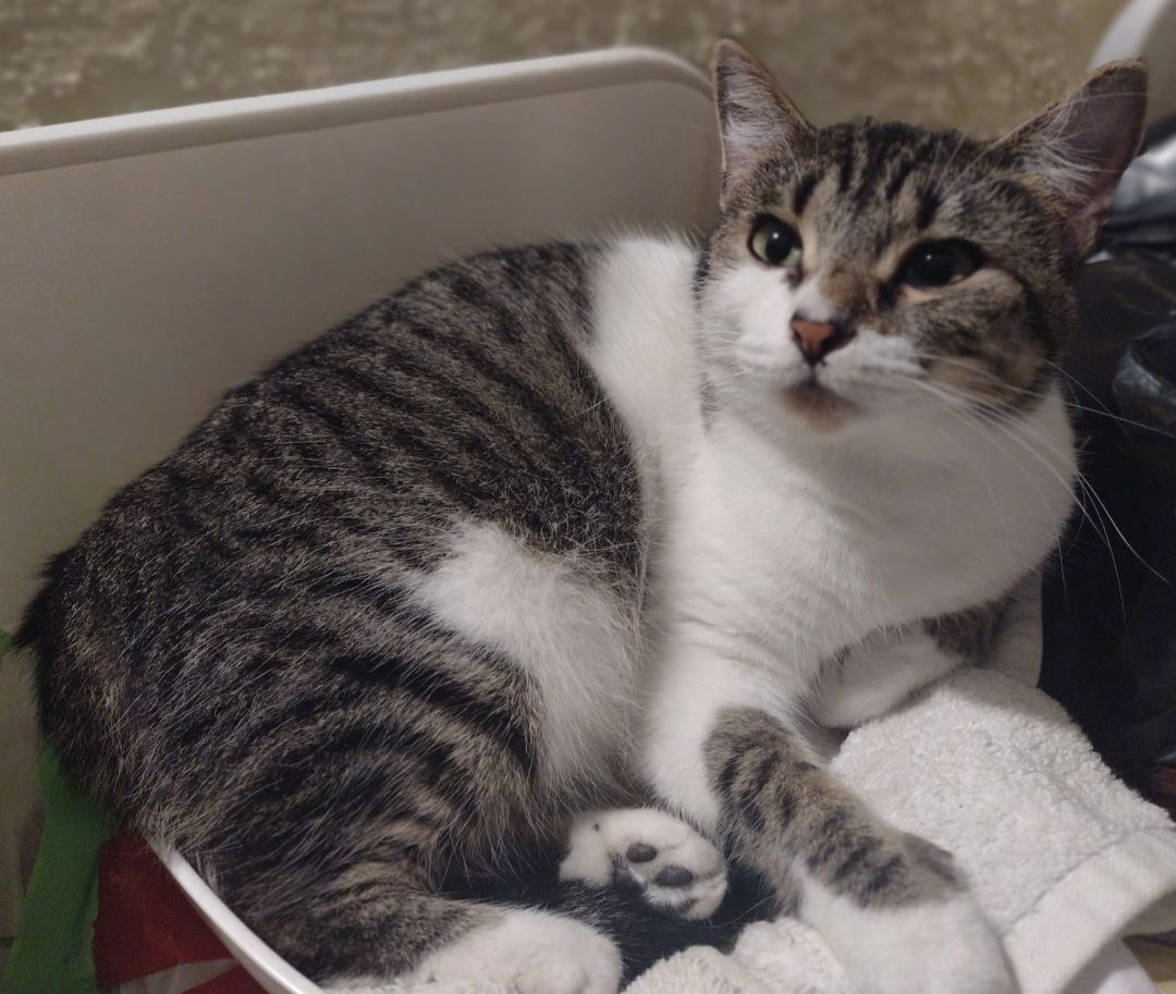 Ellie, a Adoptable American Shorthair in Lakeland, FL image 3/6