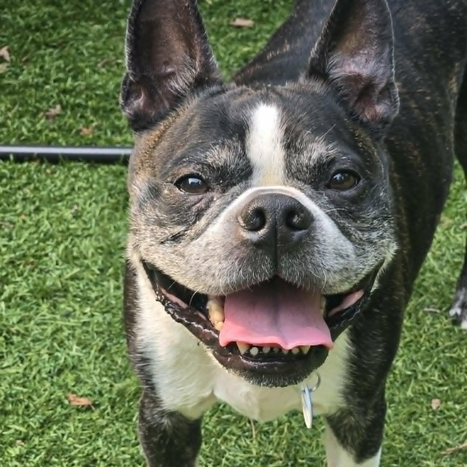 Hero, adopted, Senior Male Boston Terrier.