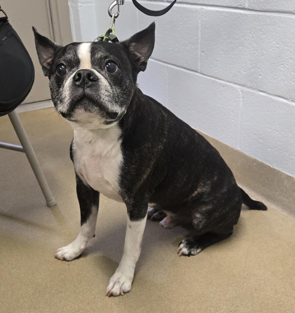 Hero, an adopted Boston Terrier in Severn, MD image 2/2