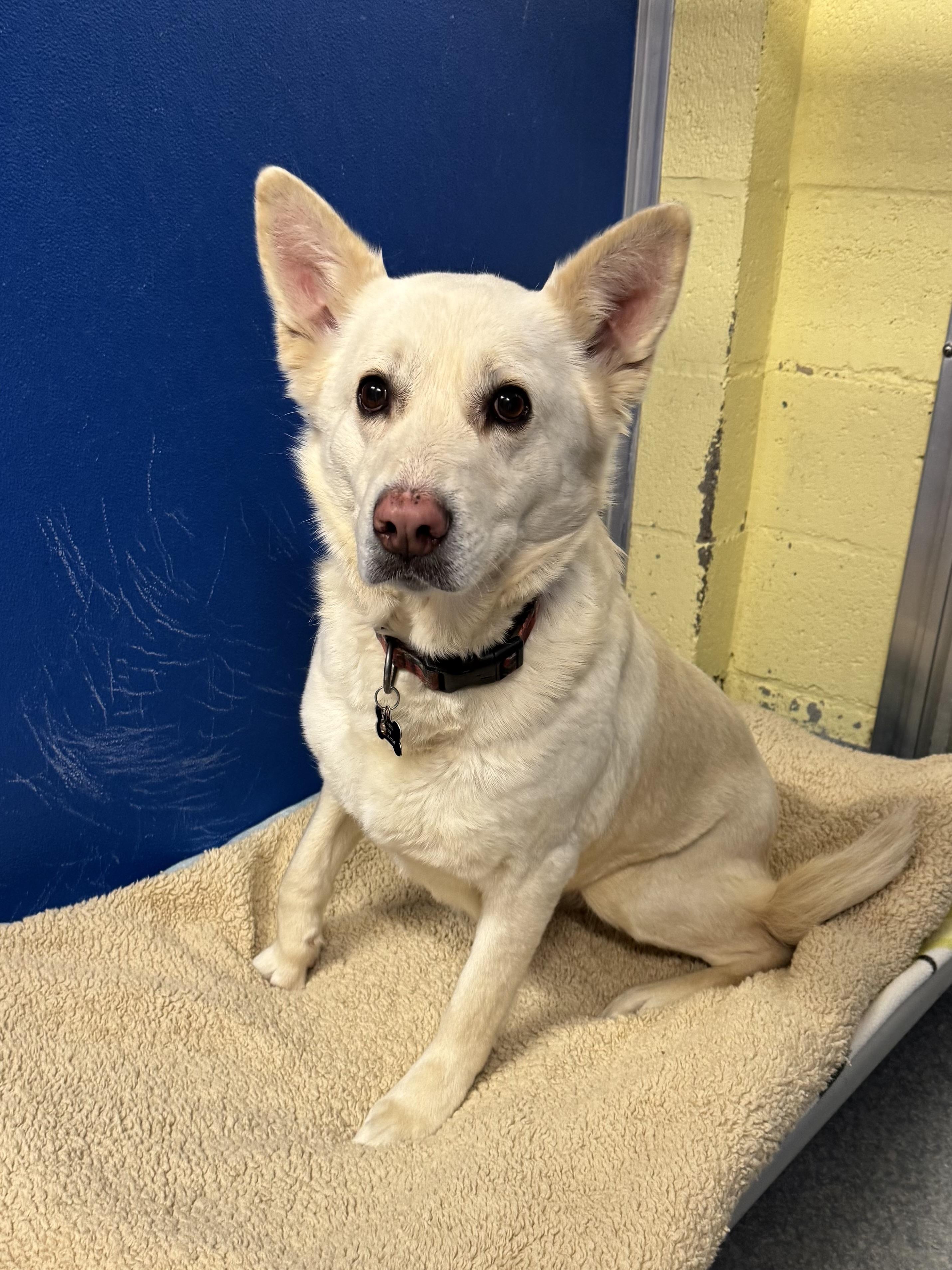 Quinzel, adopted, Adult Female Siberian Husky.