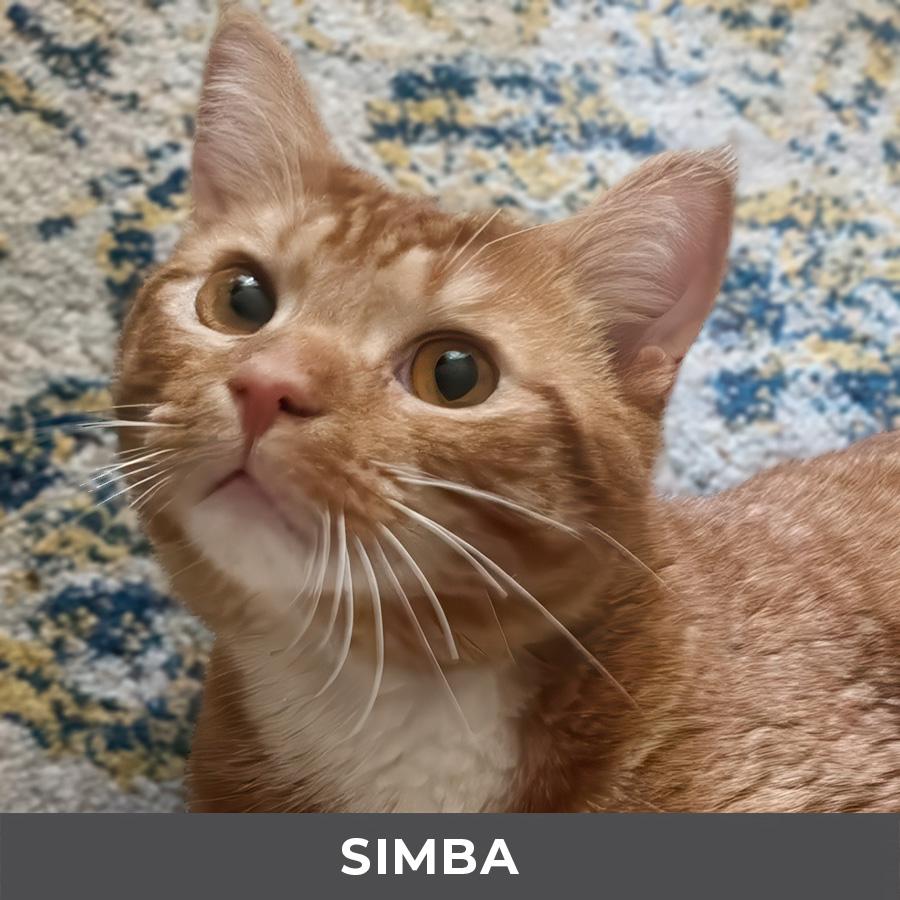 Enlarge Simba, a Adoptable Domestic Short Hair in Etobicoke, ON image 3/5