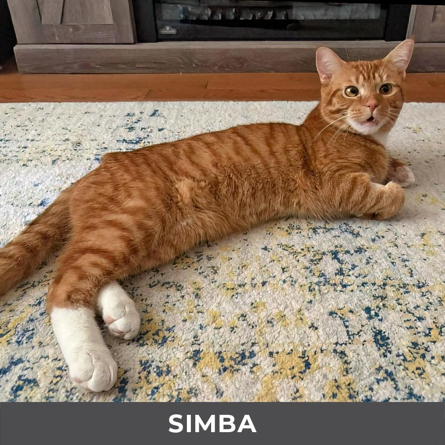 Enlarge Simba, a Adoptable Domestic Short Hair in Etobicoke, ON image 5/5