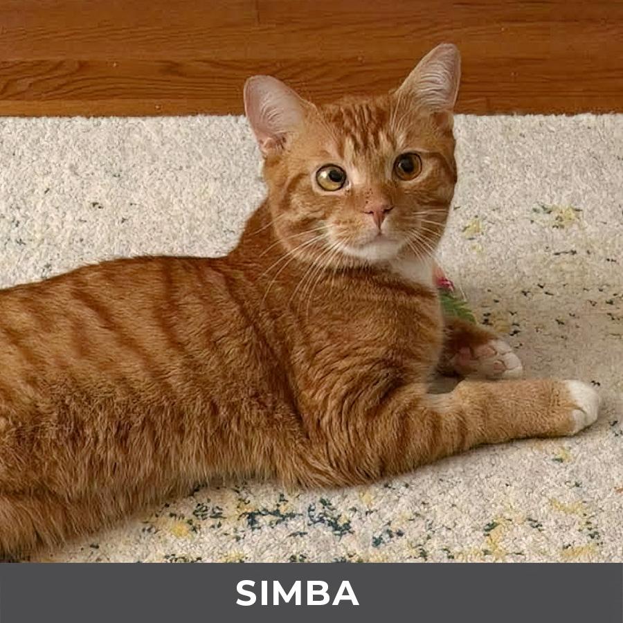 Enlarge Simba, a Adoptable Domestic Short Hair in Etobicoke, ON image 4/5