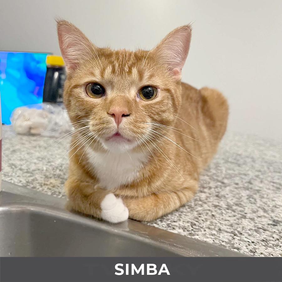 Enlarge Simba, a Adoptable Domestic Short Hair in Etobicoke, ON image 1/5