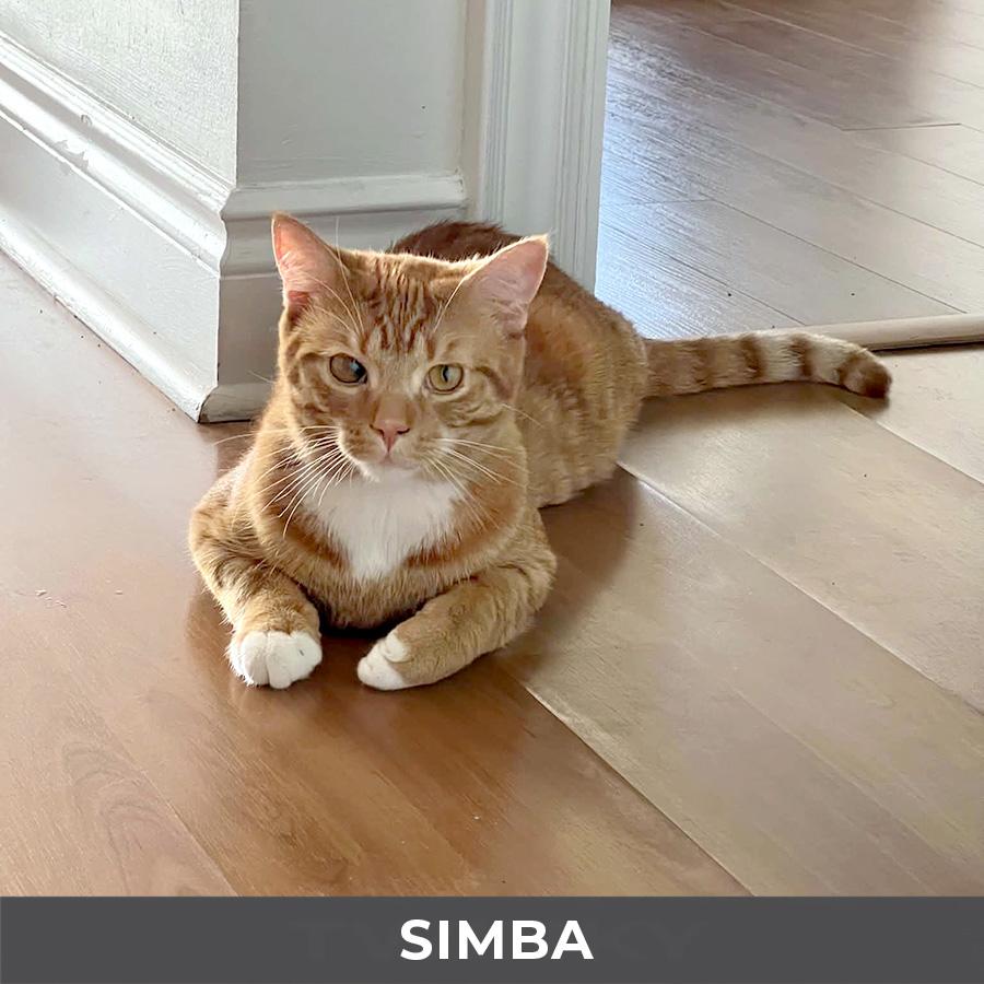 Enlarge Simba, a Adoptable Domestic Short Hair in Etobicoke, ON image 2/5