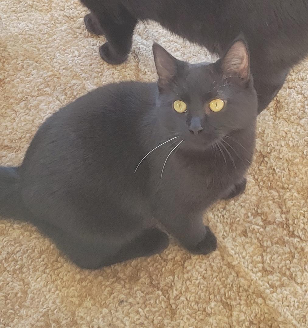 Okoye , ADOPTABLE, Adult Male Domestic Short Hair.