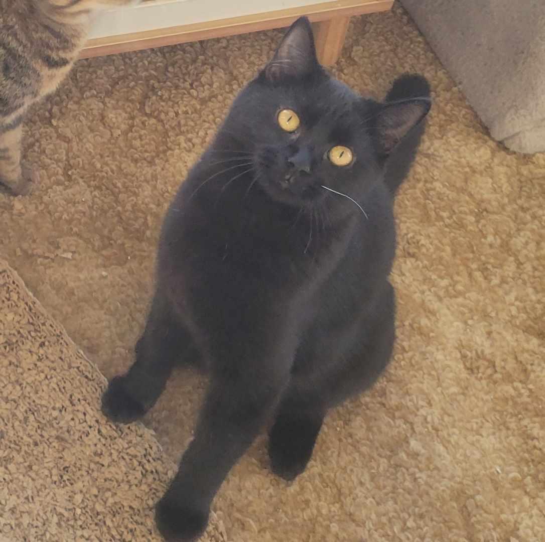 Enlarge Okoye , a ADOPTABLE Domestic Short Hair in West newton, PA image 4/4