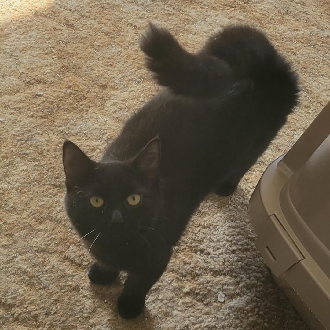 Enlarge Okoye , a ADOPTABLE Domestic Short Hair in West newton, PA image 2/4