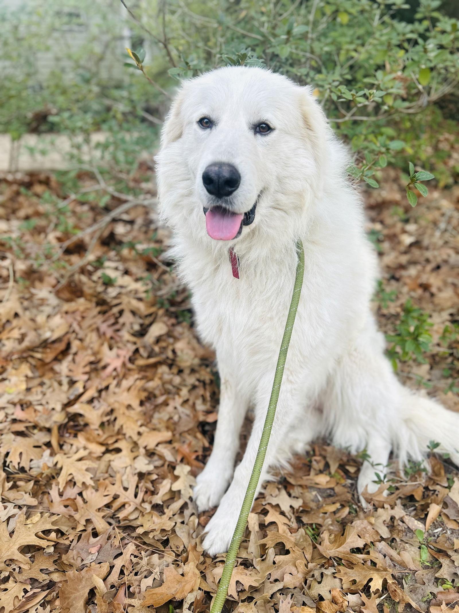 Liam — thumbnail 3