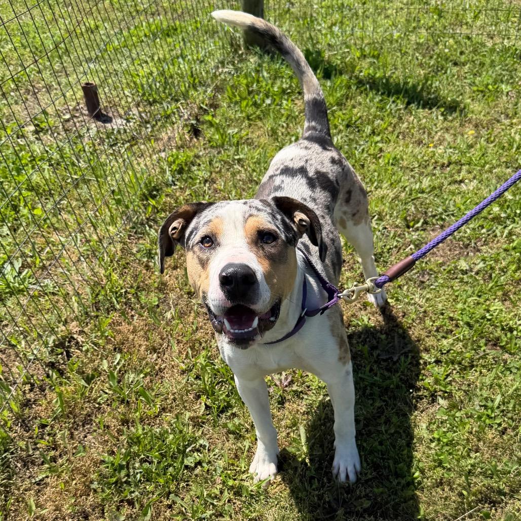 Enlarge McCoy, a Adoptable Mixed Breed in Uniontown, PA image 2/6