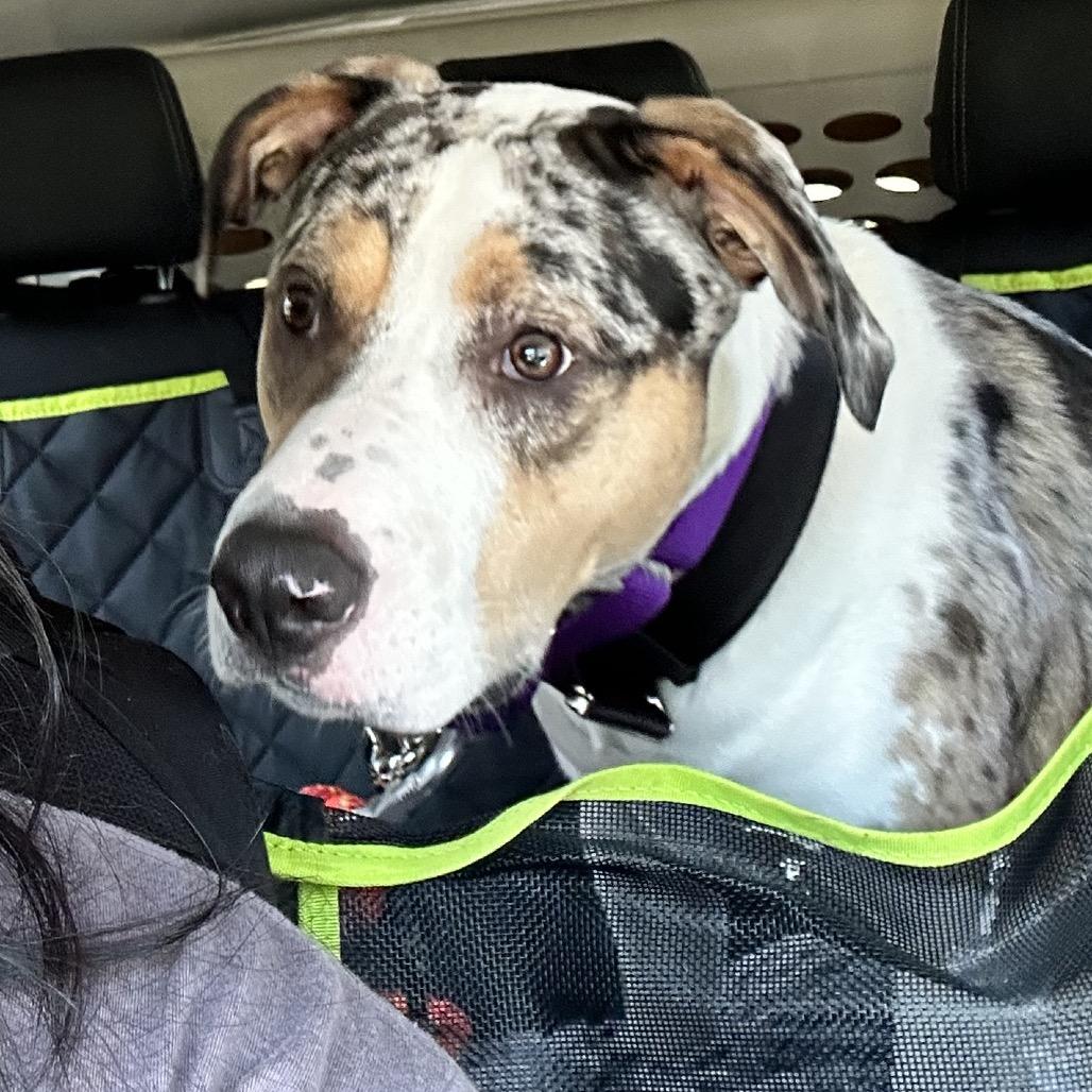 Enlarge McCoy, a Adoptable Mixed Breed in Uniontown, PA image 3/6
