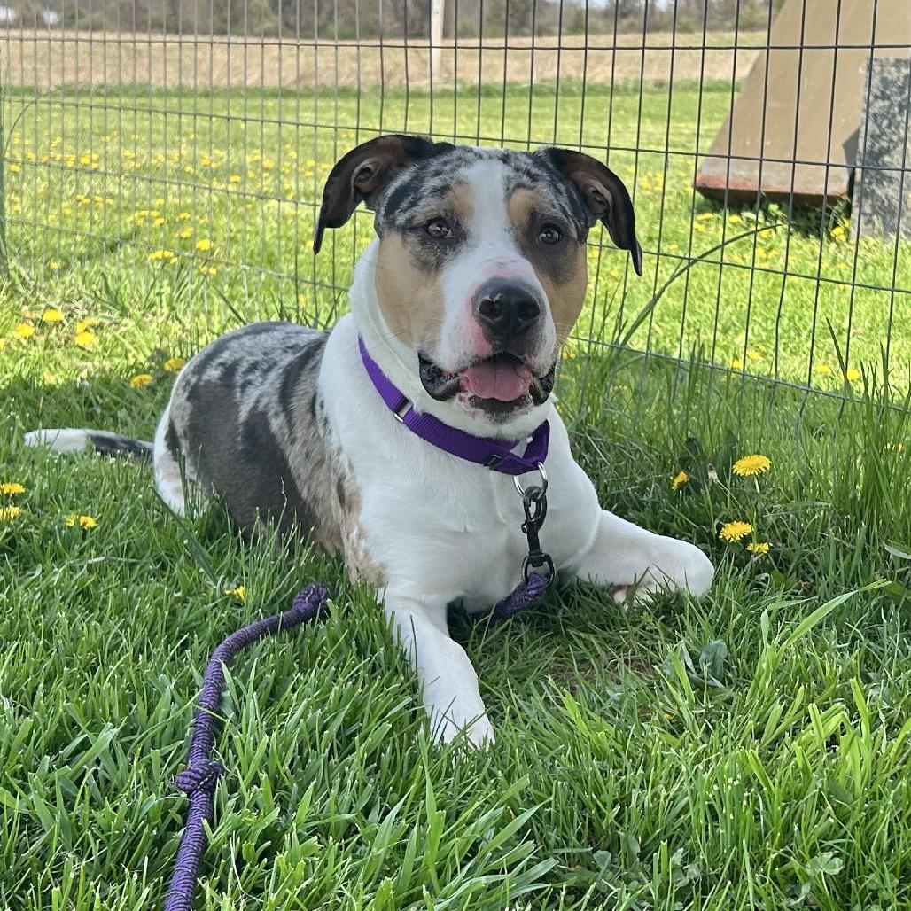 Enlarge McCoy, a Adoptable Mixed Breed in Uniontown, PA image 4/6