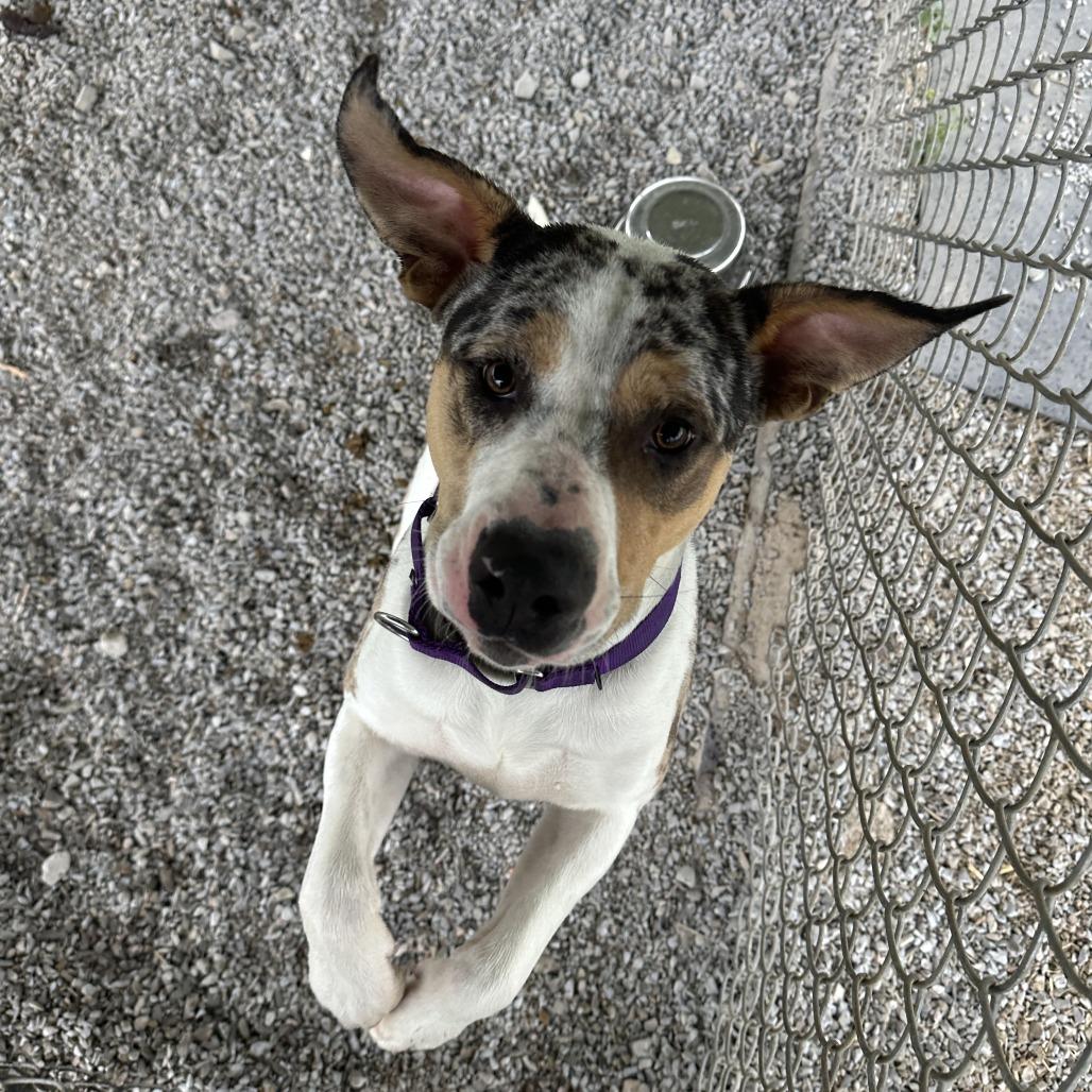 Enlarge McCoy, a Adoptable Mixed Breed in Uniontown, PA image 5/6