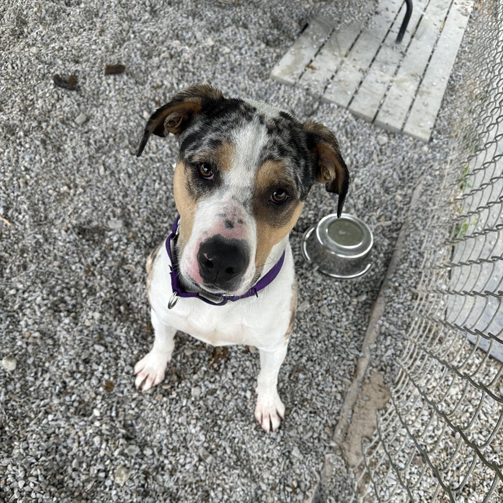 Enlarge McCoy, a Adoptable Mixed Breed in Uniontown, PA image 6/6