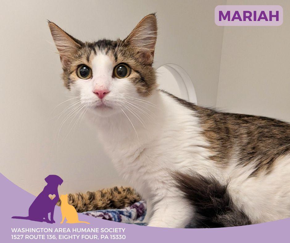 Mariah, Adoptable, Adult Female Domestic Medium Hair.