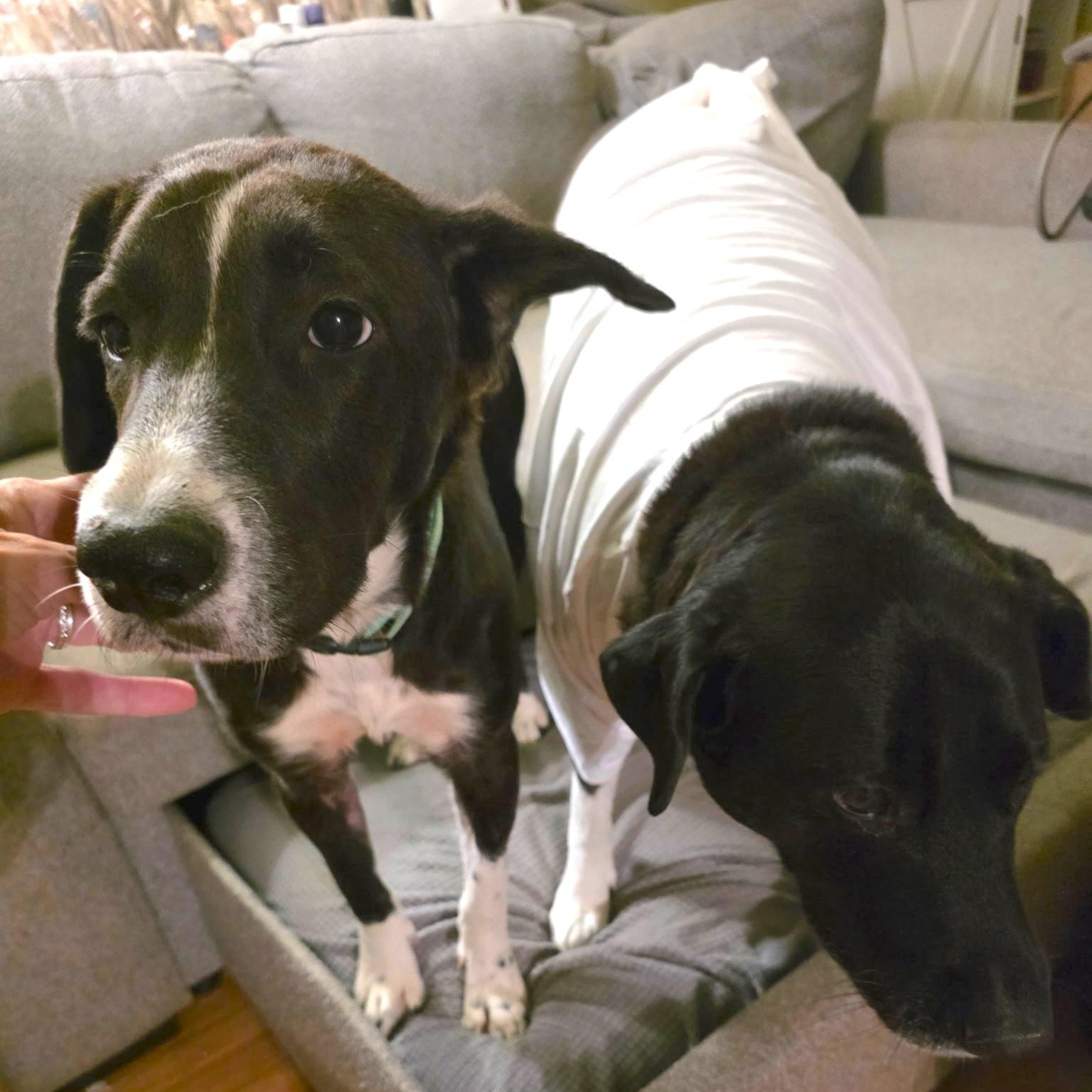 Axle, a Adoptable mixed breed in Willow Grove, PA image 5/6