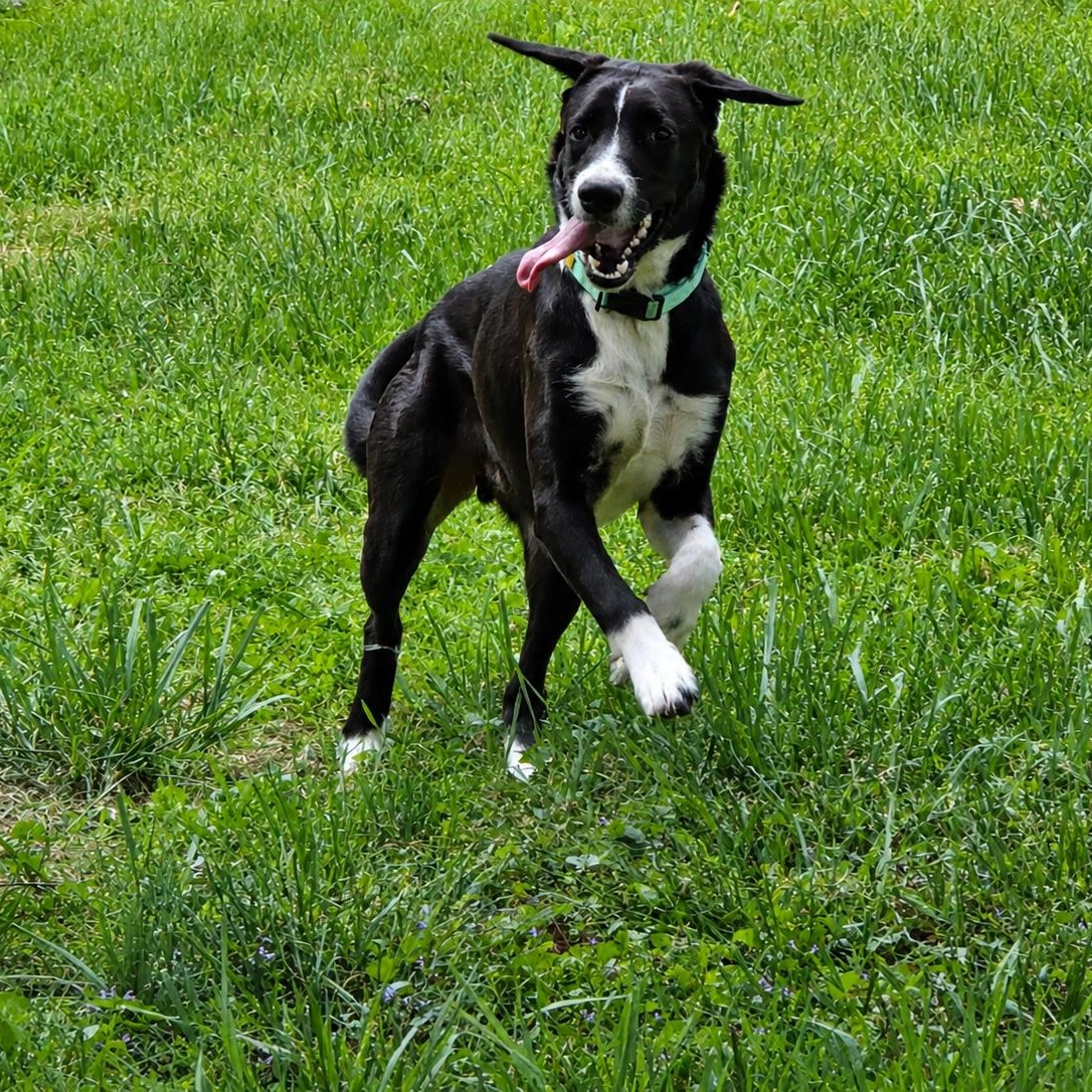Axle, Adoptable, Puppy Male Pointer & Hound.