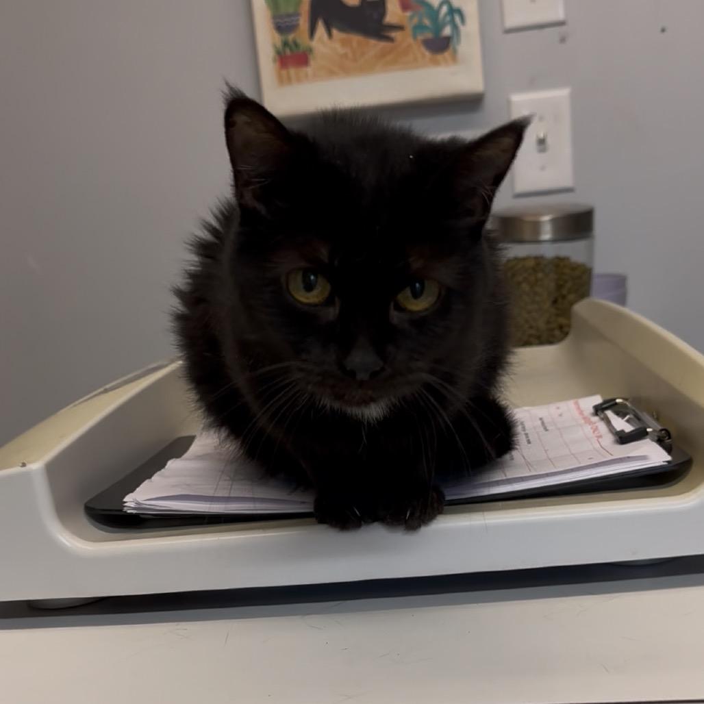 Cookie, Adoptable, Senior Female Domestic Medium Hair.