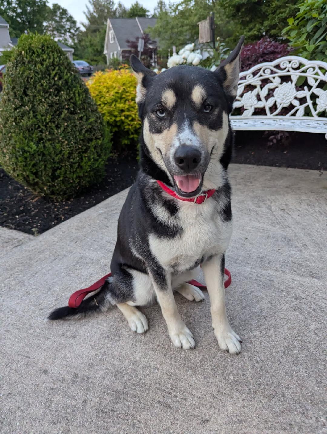 Koda, Adoptable, Adult Male Shepherd & Husky.