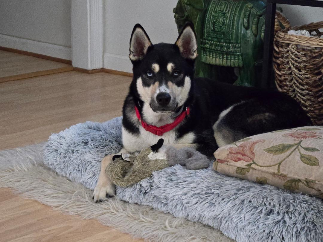 Koda, a Adoptable mixed breed in Baltimore, MD image 2/3