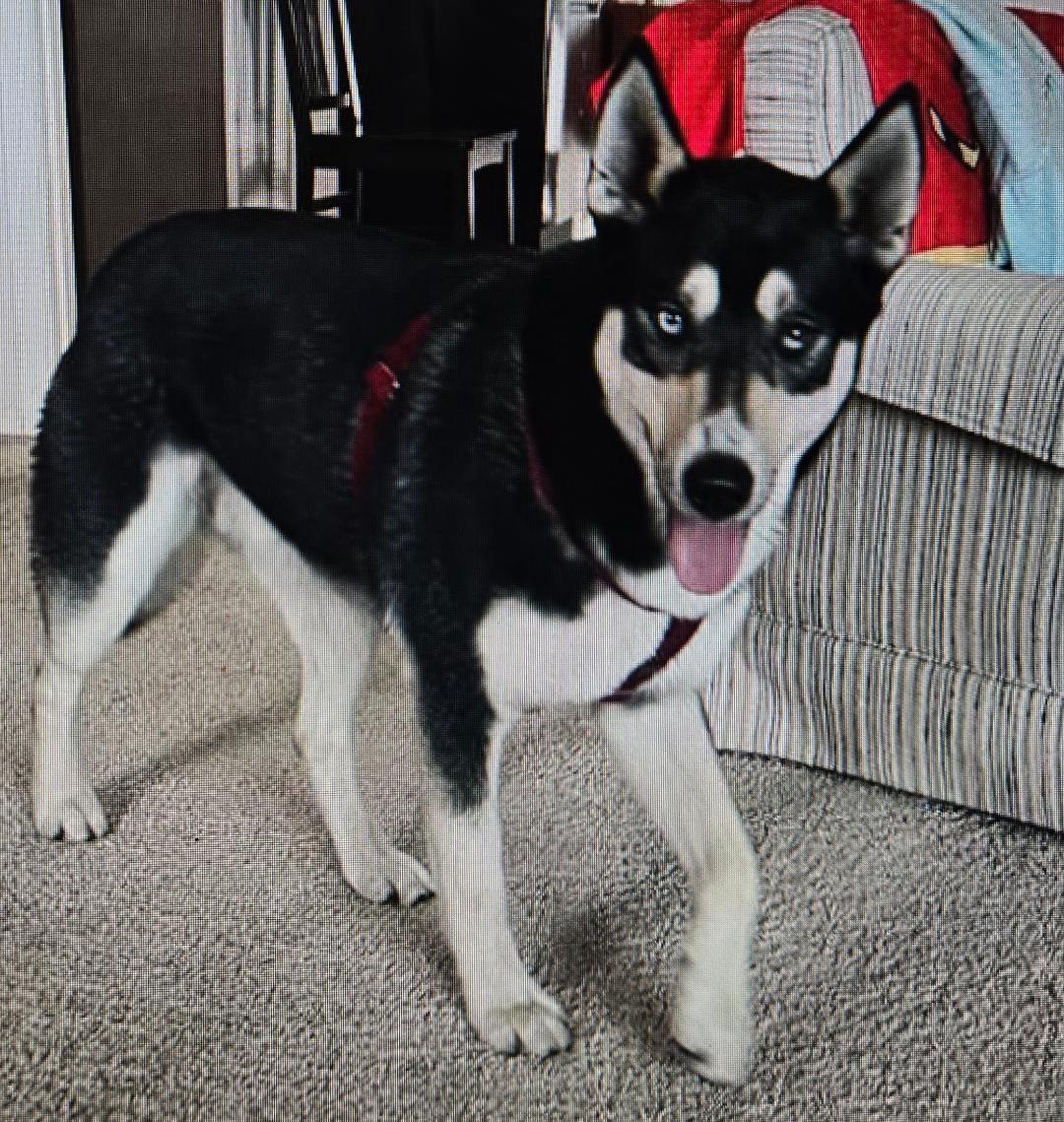 Koda, a Adoptable mixed breed in Baltimore, MD image 3/3