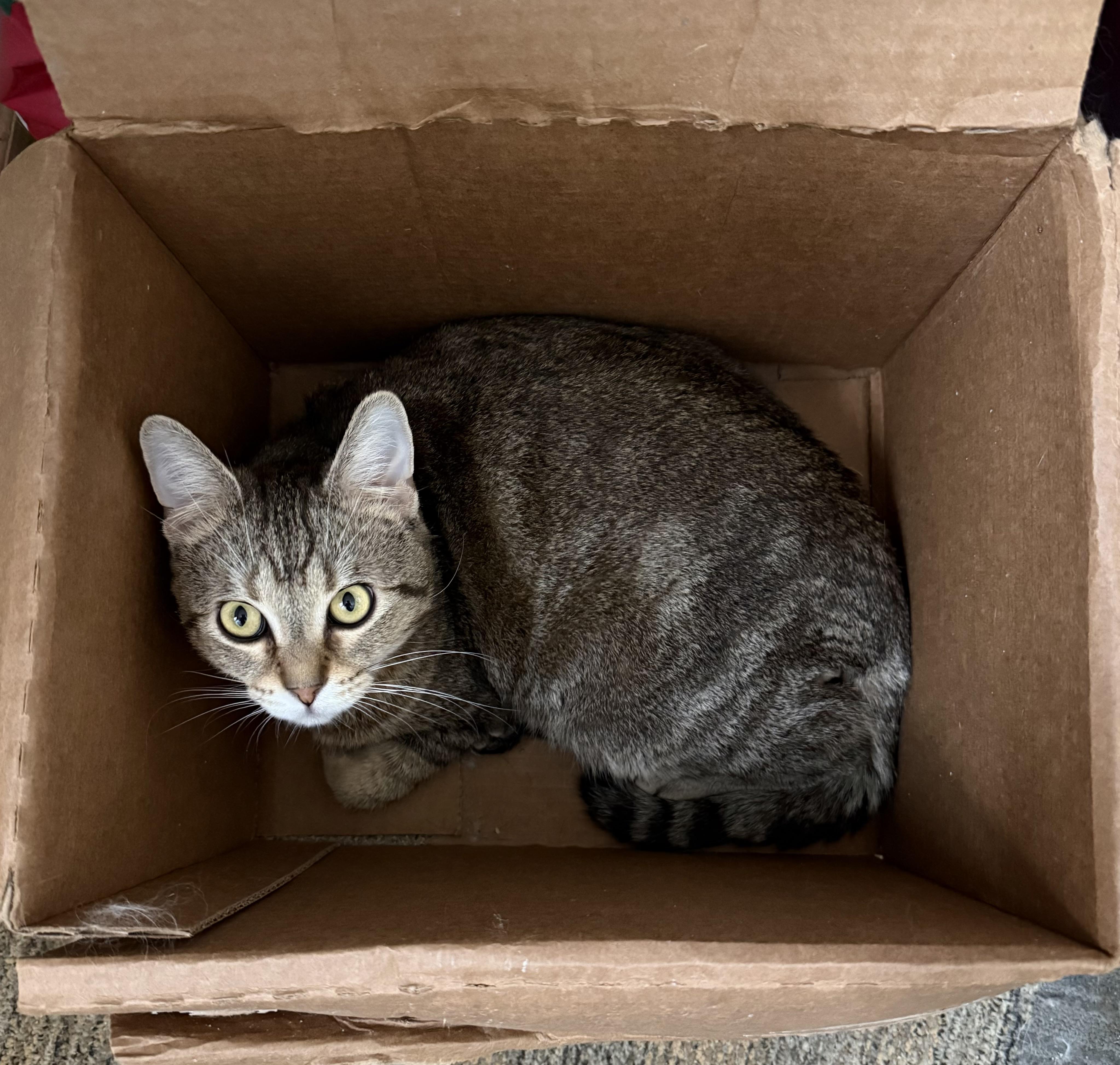 Enlarge Loki, a Adopted Domestic Short Hair in Toledo, OH image 2/3