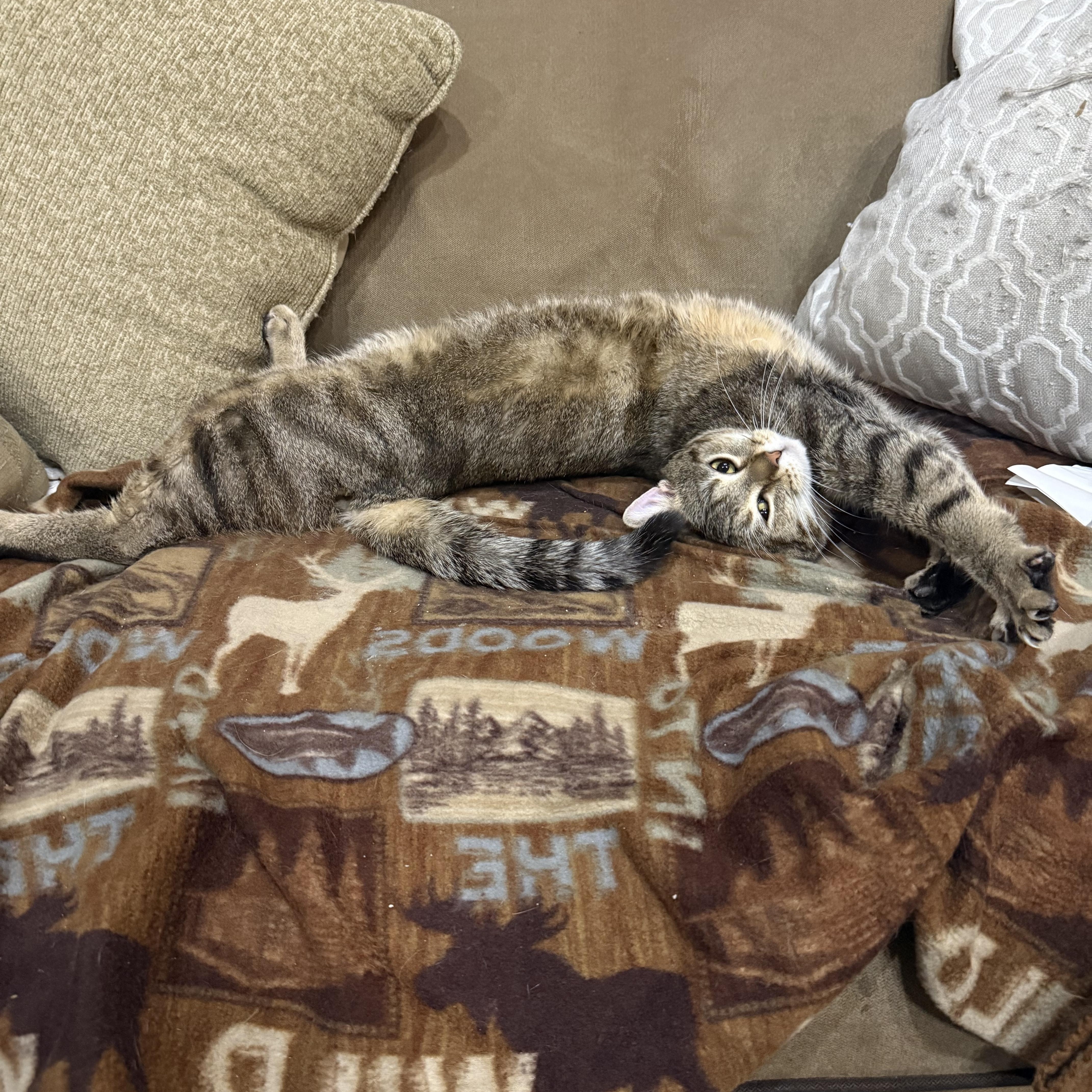 Loki, Adopted, Young Male Domestic Short Hair.