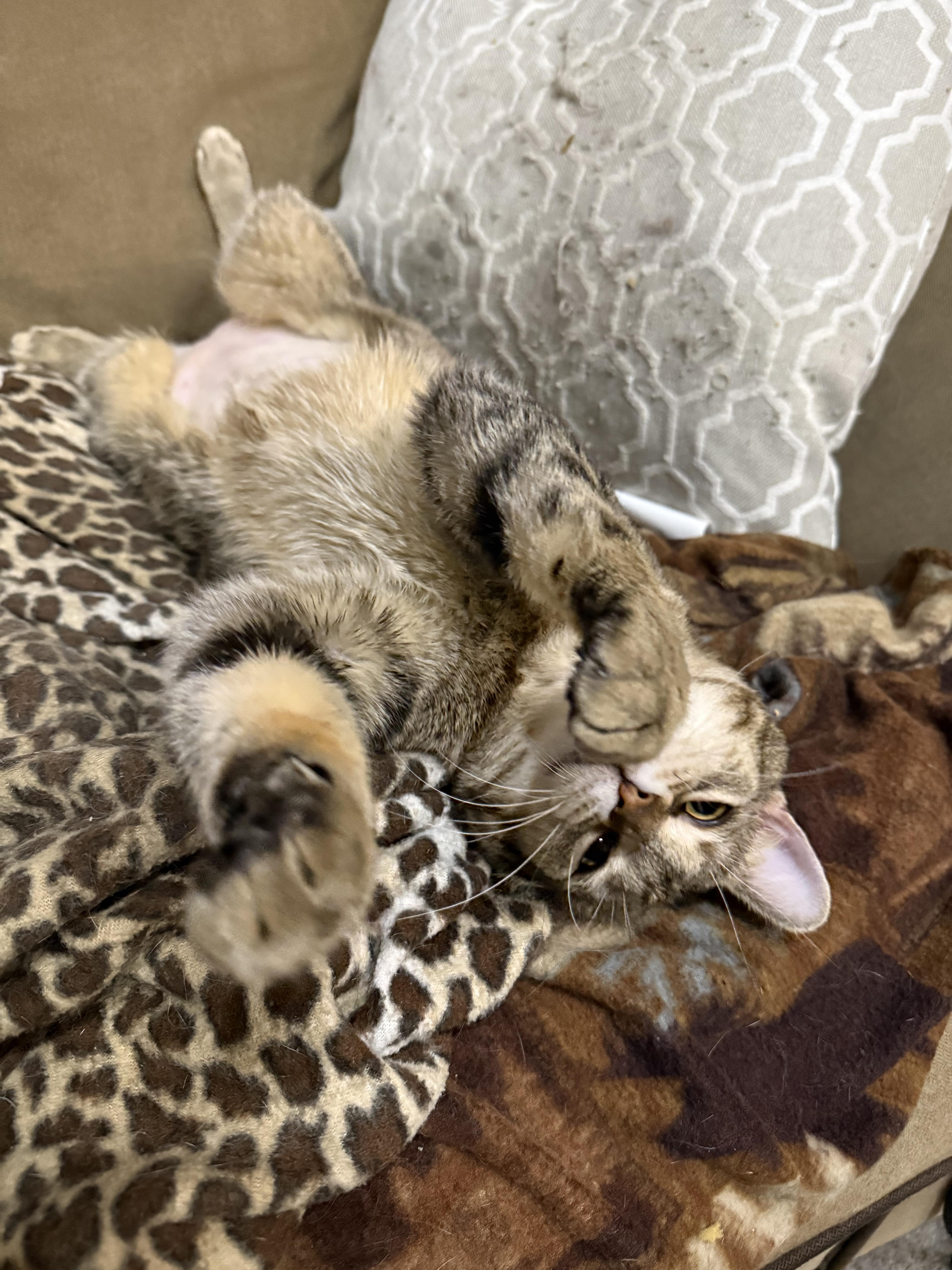 Enlarge Loki, a Adopted Domestic Short Hair in Toledo, OH image 3/3