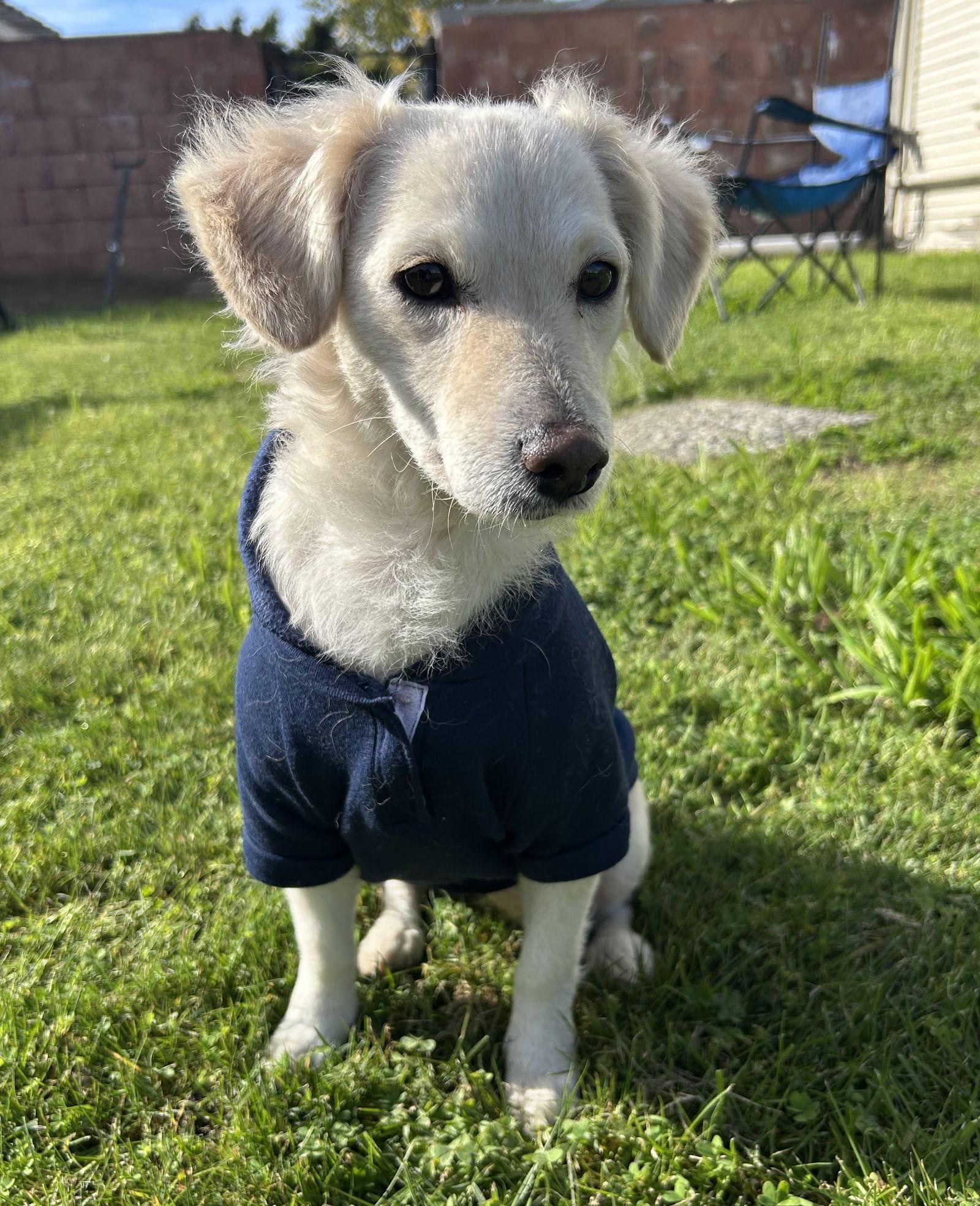 Lady Elizabeth thumbnail 3