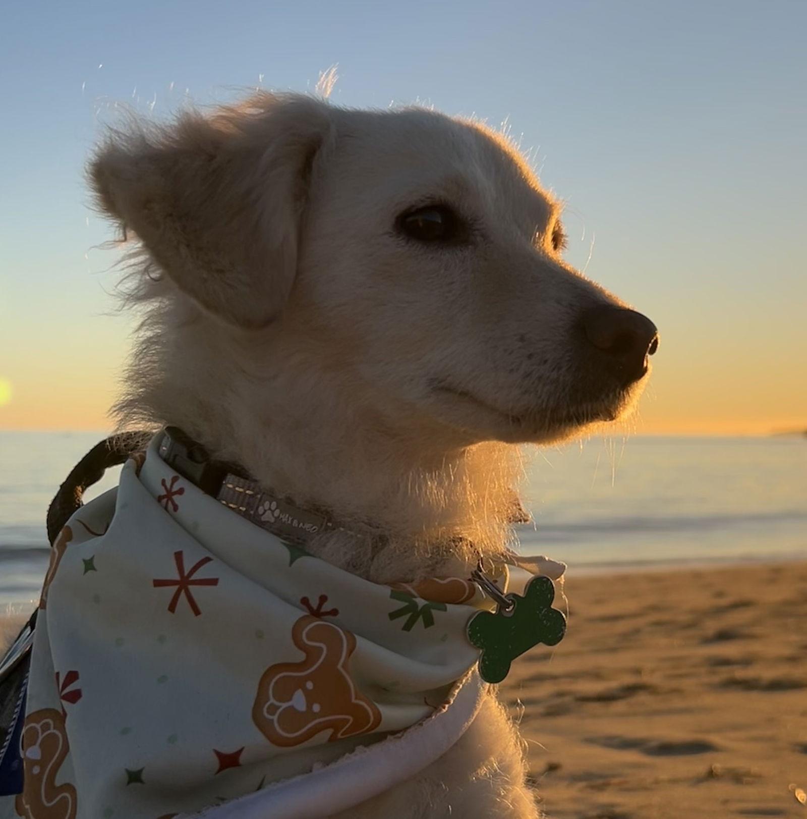 Lady Elizabeth thumbnail 4