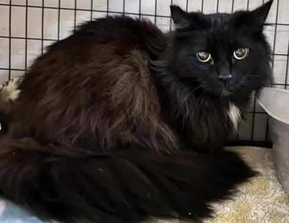 Lucky, an adoptable Domestic Long Hair in Redmond, OR, 97756 | Photo Image 1