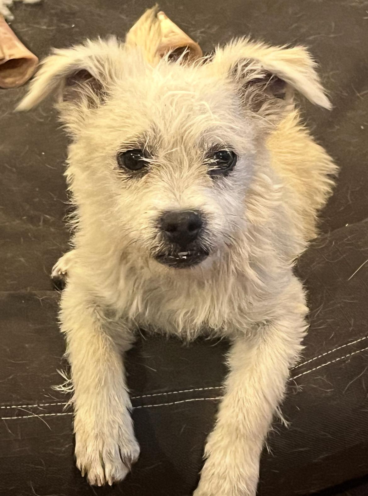 Enlarge Lois, an adoptable mixed breed in Longmont, CO image 1/3
