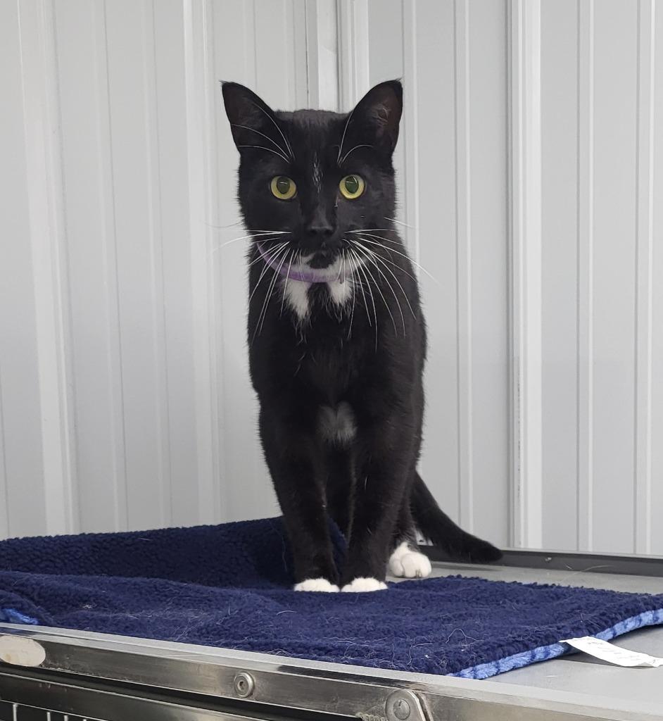 Enlarge Victor, a Adoptable mixed breed in Medford, WI image 1/1