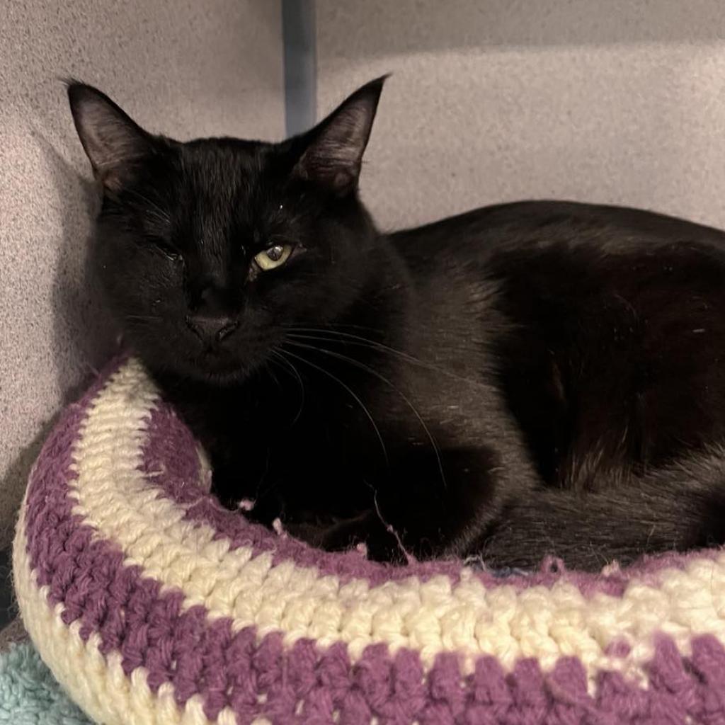 Enlarge Pirate, a Adoptable Domestic Short Hair in Sheridan, WY image 1/1