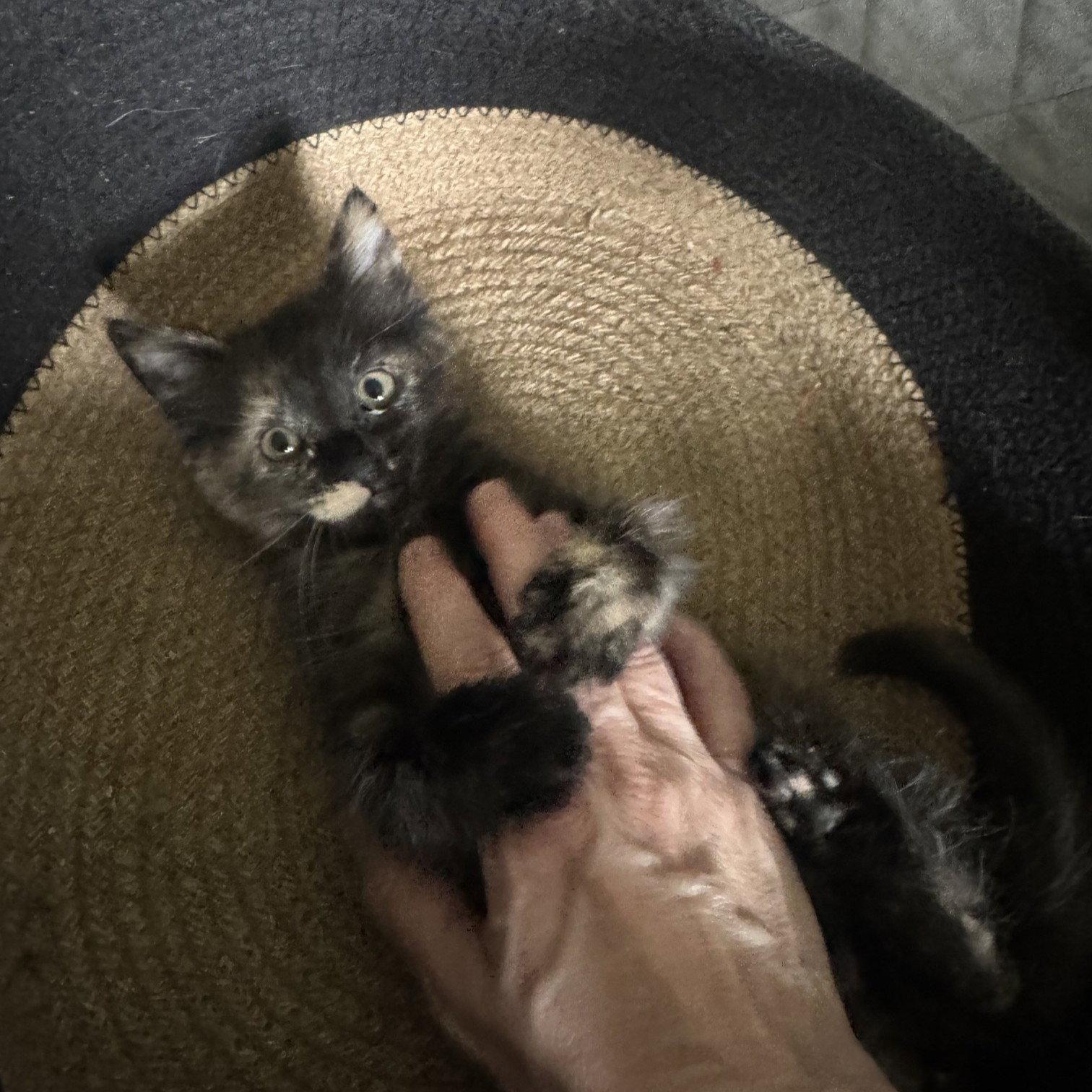 Chamomile, Adoptable, Kitten Female Domestic Medium Hair.