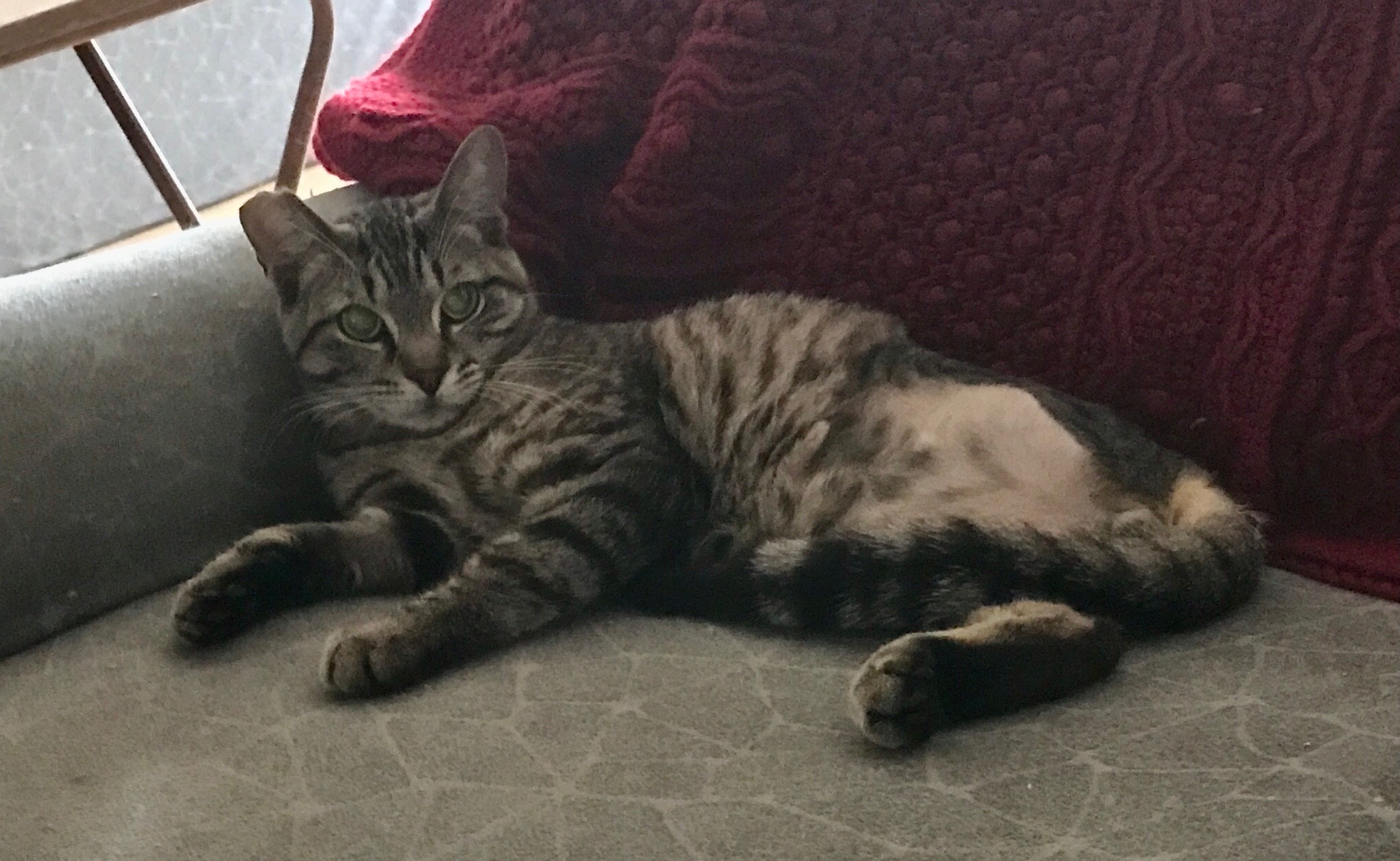 Sammy, Adoptable, Young Male Tabby.