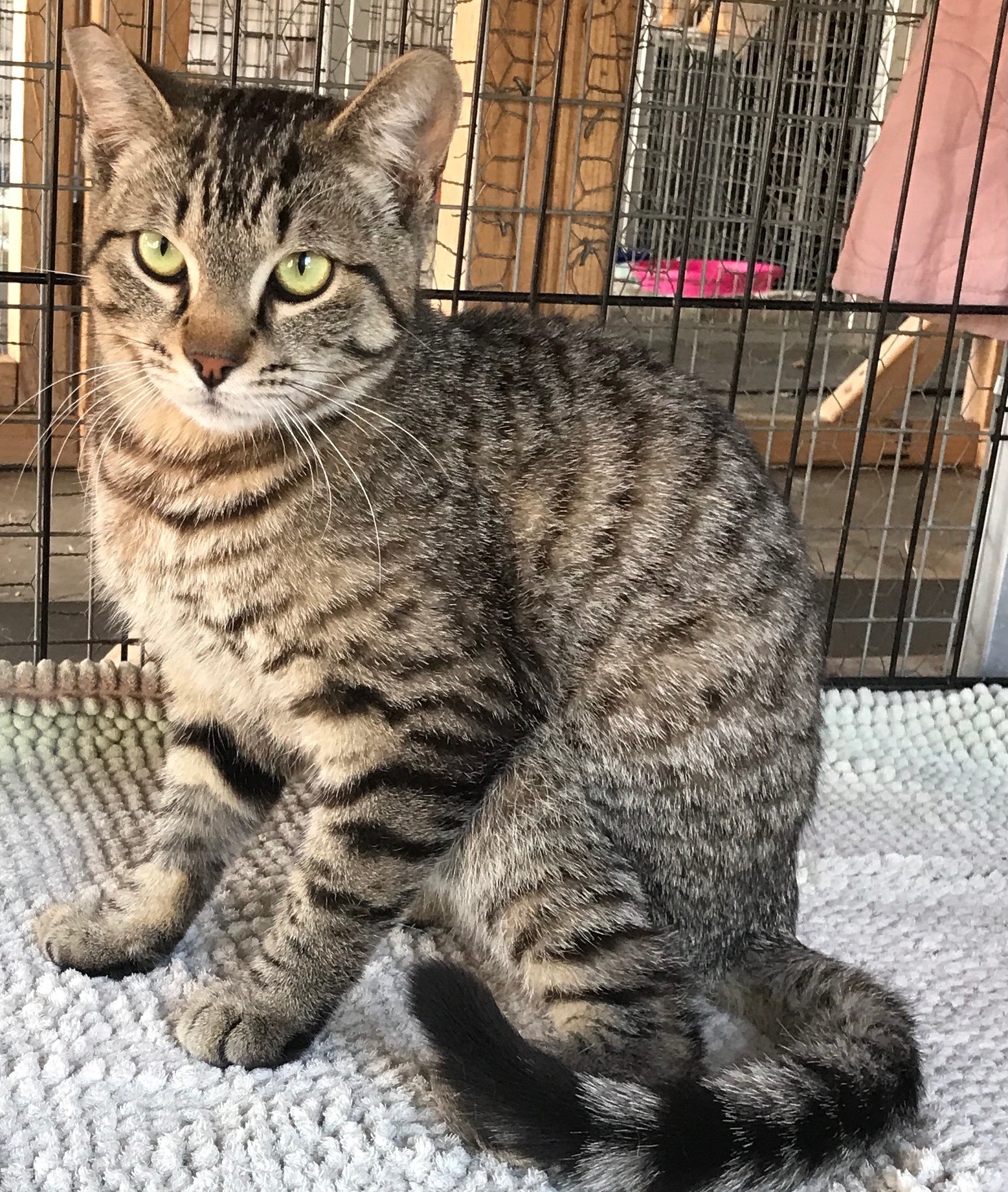 Sammy, a Adoptable mixed breed in Mission Hills, CA image 2/4