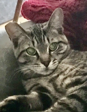 Sammy, a Adoptable mixed breed in Mission Hills, CA image 3/4