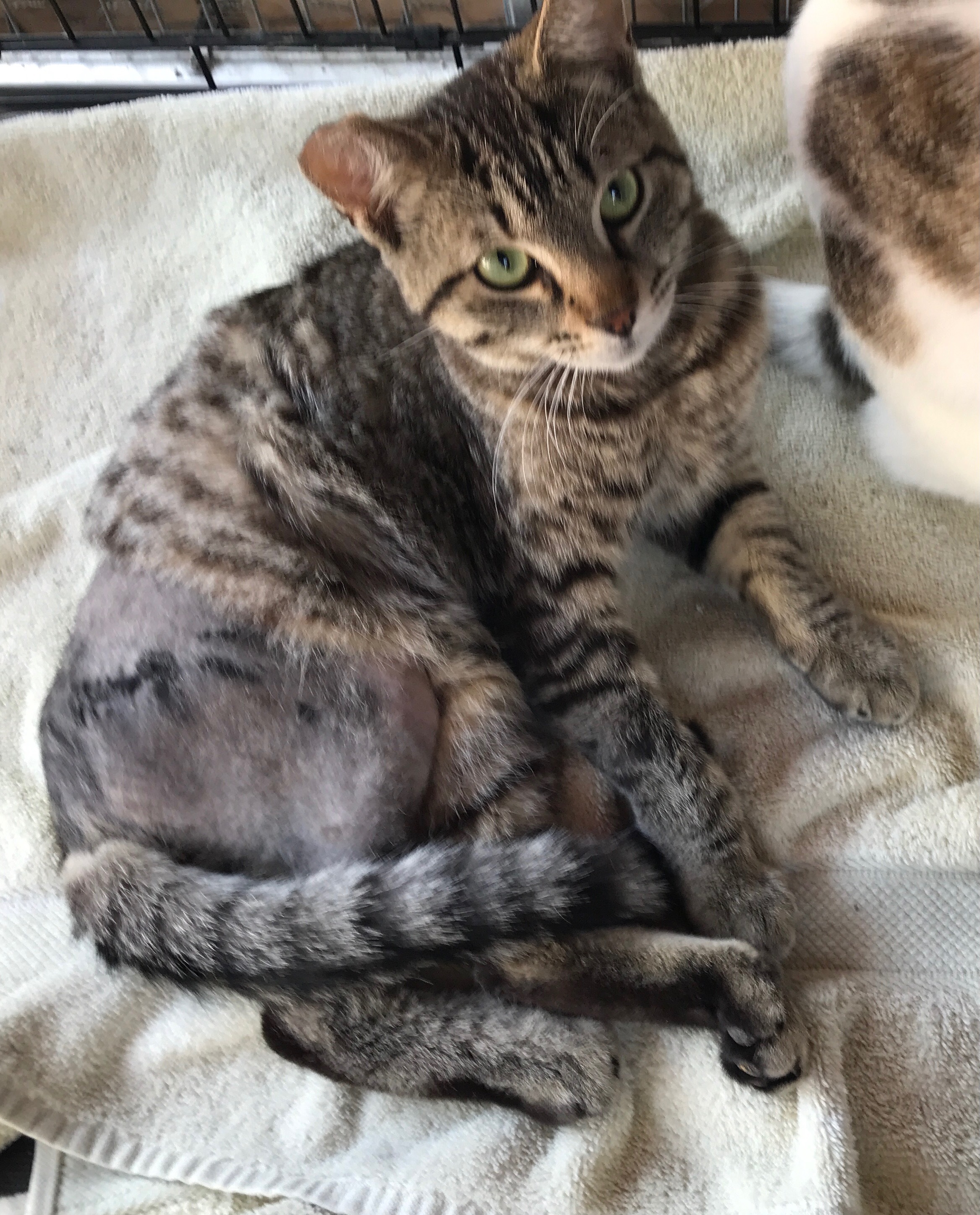 Sammy, a Adoptable mixed breed in Mission Hills, CA image 4/4