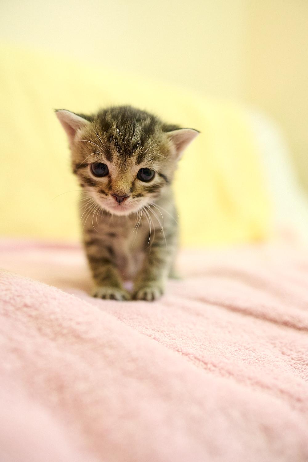 Enlarge Pecan, a ADOPTABLE Domestic Short Hair in Floyd, VA image 2/2