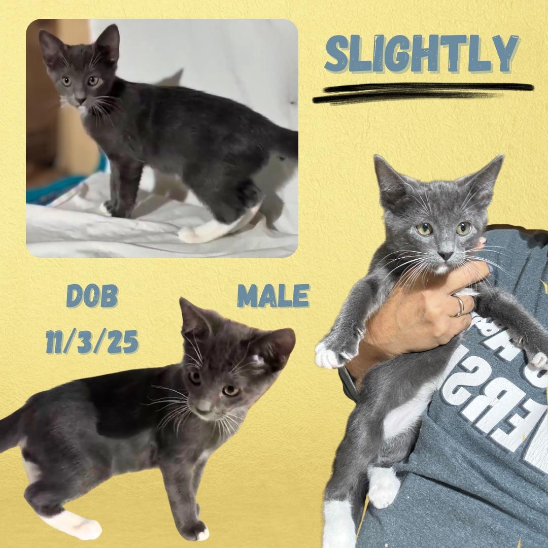 Enlarge Slightly, an adopted mixed breed in Caldwell, TX image 1/1