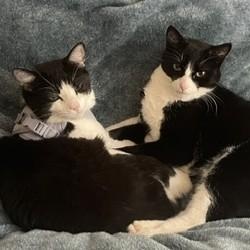Miki, Bonded to Tito, a Adoptable Domestic Short Hair in Renton , WA image 4/6